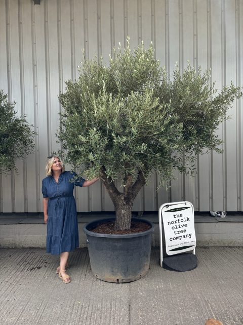 Multi-branched Olive tree