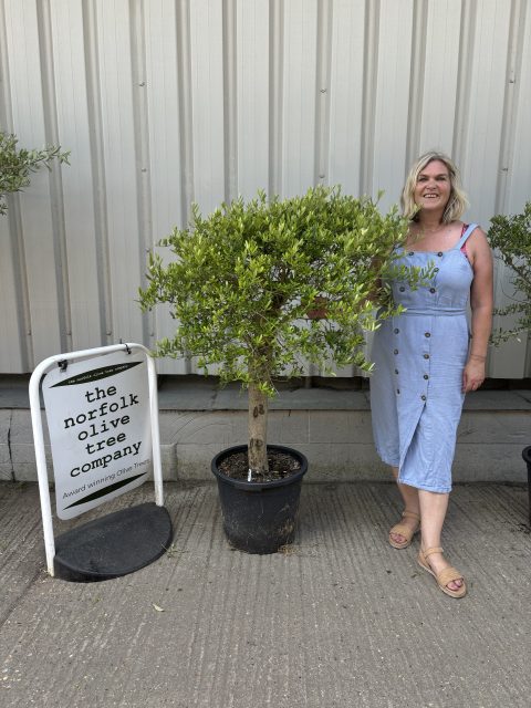 Courtyard Olive tree