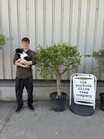 London Olive tree