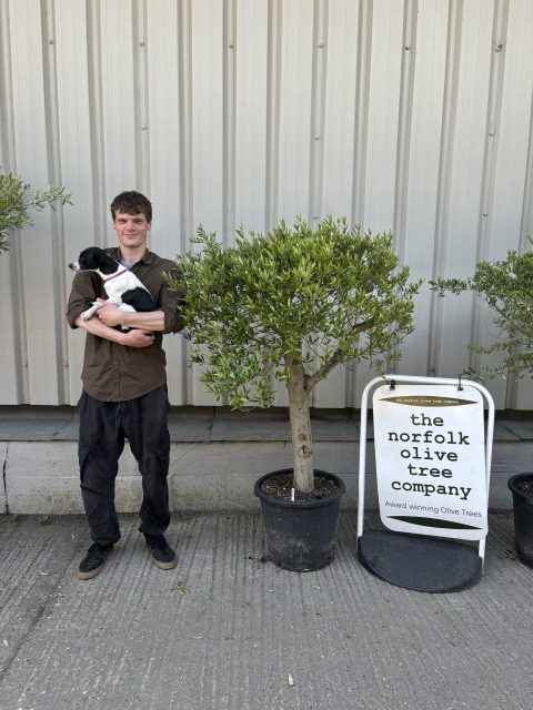 London Olive tree