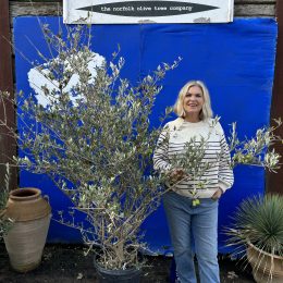 Wild Olive Tree - Oleaster variety. Free delivery.