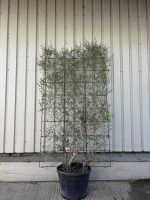 Espalier Olive tree