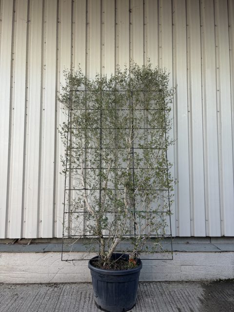 Espalier Olive tree