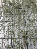 Espalier Olive tree