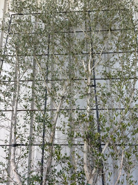 Espalier Olive tree