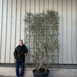 Espalier Olive tree