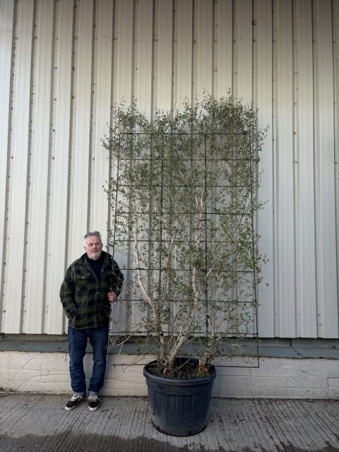 Espalier Olive tree