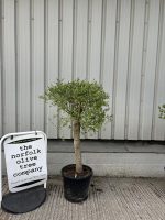 London Olive tree