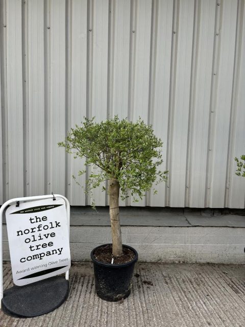 London Olive tree