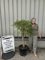 London Olive tree