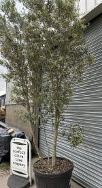Smooth stem branched Olive tree