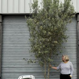 Smooth stem branched Olive tree