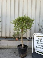 Bushy olive tree