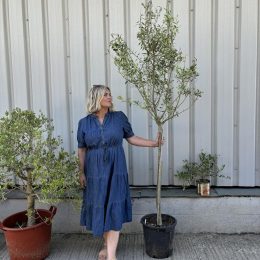 Open crown Olive Tree - free delivery