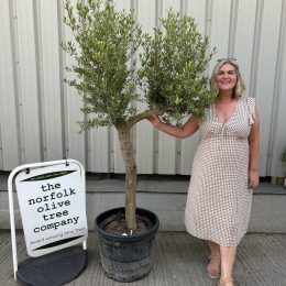 Vase shaped Olive tree