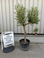 London Olive tree