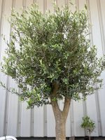 IMG_5069 Branched Olive Tree