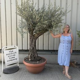 Gnarled Olive tree bonsai bowl