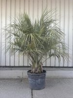 Jelly Palm
