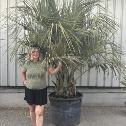 Jelly Palm for sale.