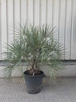 Jelly Palm
