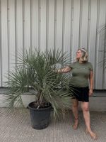 Jelly Palm