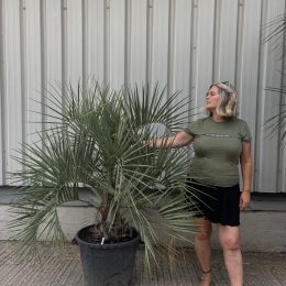 Jelly Palm