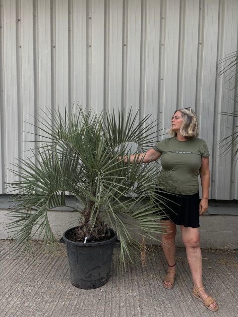 Jelly Palm