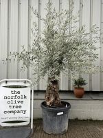 Small gnarled Olive tree