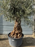 Ancient Olive tree with gnarly trunk