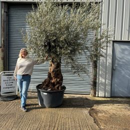 Ancient Olive tree with gnarly trunk