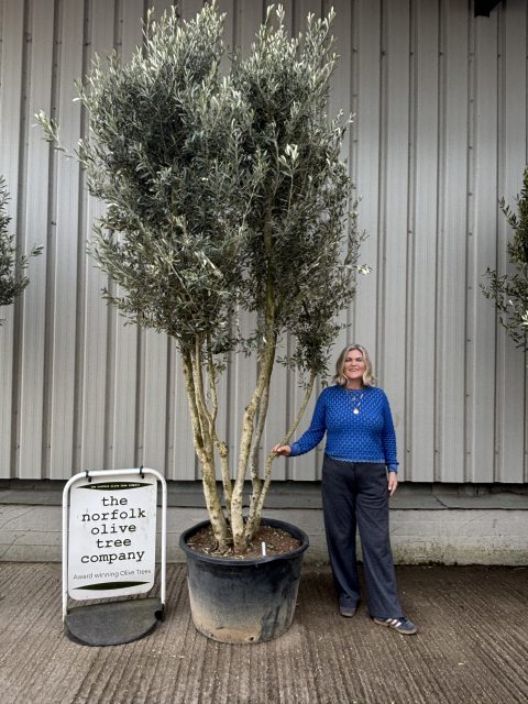 Multi-stem screening olive tree