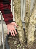 Multi-stem screening olive tree