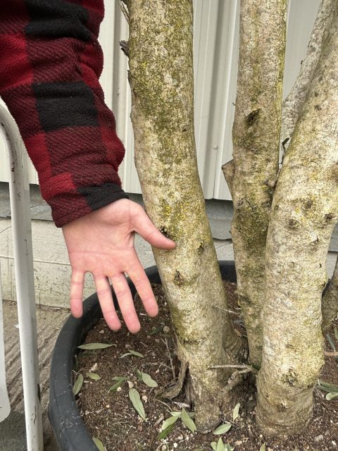 Multi-stem screening olive tree