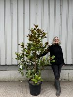 What are the best trees for UK gardens?