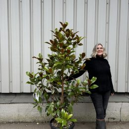 What are the best trees for UK gardens?