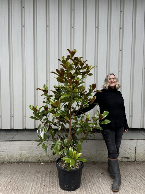 What are the best trees for UK gardens?
