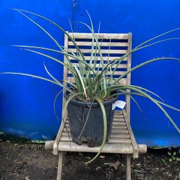 Hesperaloe parviflora - free delivery