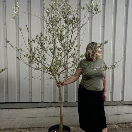 Tuscan Olive tree - free delivery