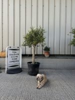 Courtyard Olive tree