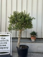 Patio Olive tree