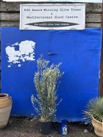 Bushy olive tree