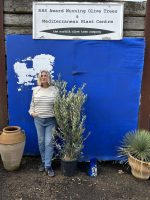 Bushy olive tree