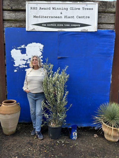 Bushy olive tree