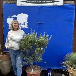 Chelsea Olive tree