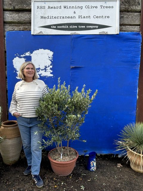 Chelsea Olive tree