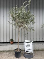 Leccino Olive tree