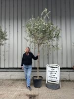 Leccino Olive tree