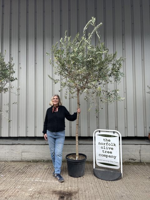 Leccino Olive tree