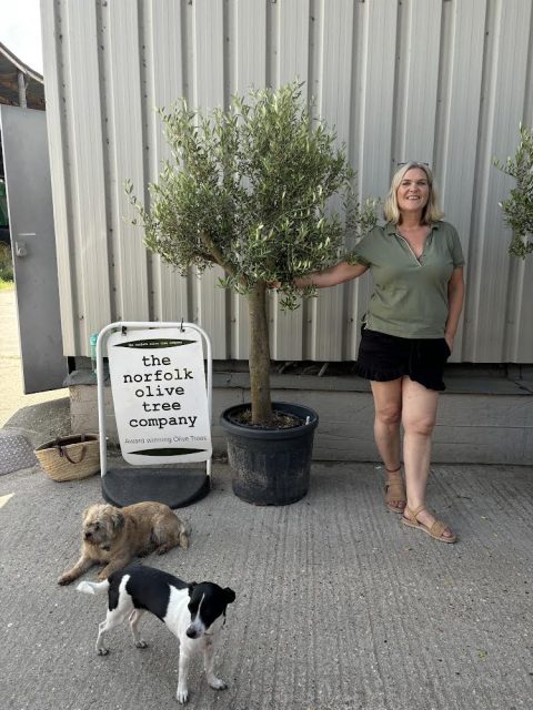 Branched Olive Tree